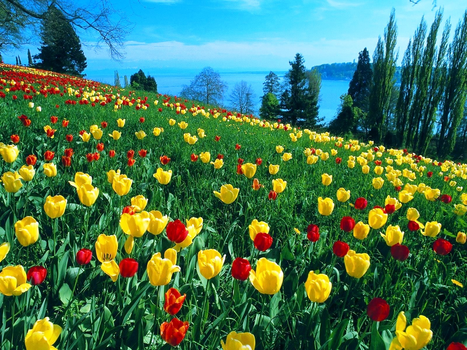 Tulip Garden